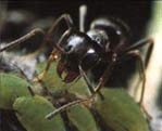 Sentier des fourmis