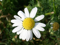 Flore chandolinarde