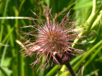 Flore chandolinarde