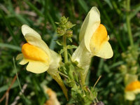 Flore chandolinarde