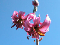 Flore chandolinarde