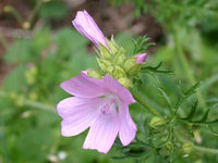 Flore chandolinarde