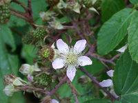 Flore chandolinarde