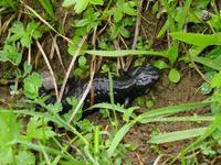 Il n'est pas possible de confondre cette espce avec un autre amphibien de Suisse. Contrairement aux salamandres tachetes, les salamandres noires ont la peau unie. Leur corps robuste ne permet pas non plus de les confondre avec des tritons.