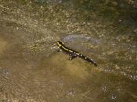Les salamandres tachetes s'aventurent rgulirement dans le lit de petits ruisseaux sans trop de courant.