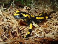 La salamandre tachetée (Salamandra salamandra) est très facilement identifiable grâce à ses taches jaunes sur une peau noire.