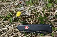 Le couteau suisse permet ici d'valuer la taille de la fleur. La tige, ici petite, peut atteindre 30 cm.