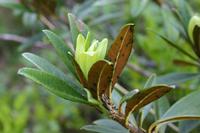 Le dessous des feuilles, couleur rouille, est  l'origine du nom de cette plante.