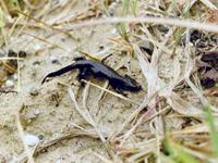 Hors de l'eau, le triton alpestre peu devenir intégralement noir. Il reste cependant différentiable de la salamandre noire grâce à sa queue aplatie.