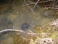 Les pontes des grenouilles rousses sont souvent extrmement abondantes, servant parfois de nourriture aux tritons.